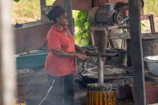 Palm oil processing at the site