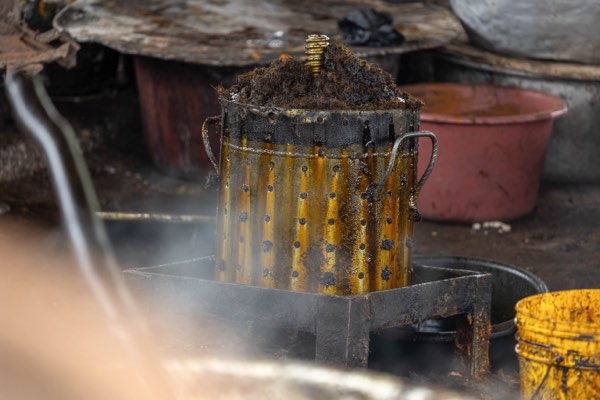 Palm oil processing at the site